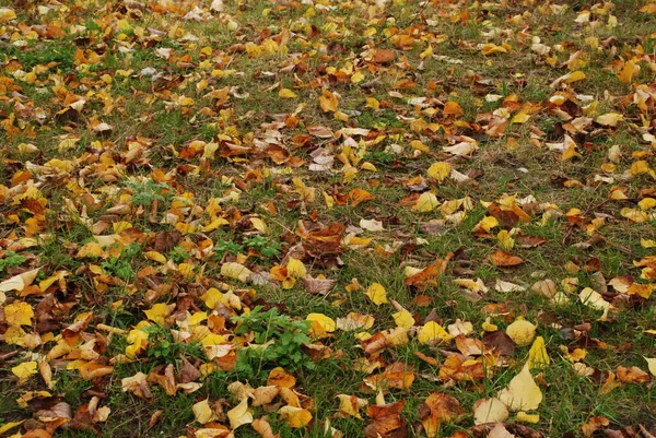 Foglie Cadute Ingiallite Erba Verde — Foto Stock