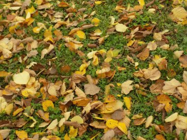 Yeşil çimlerin üzerinde düşen sararmış yapraklar