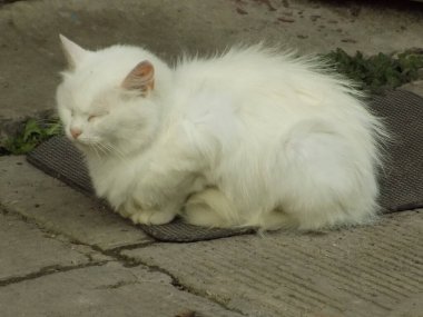 Kedi kedisi (Latince Felis Silvestris catus), kedigiller (Felis) familyasından bir kedi türü.)