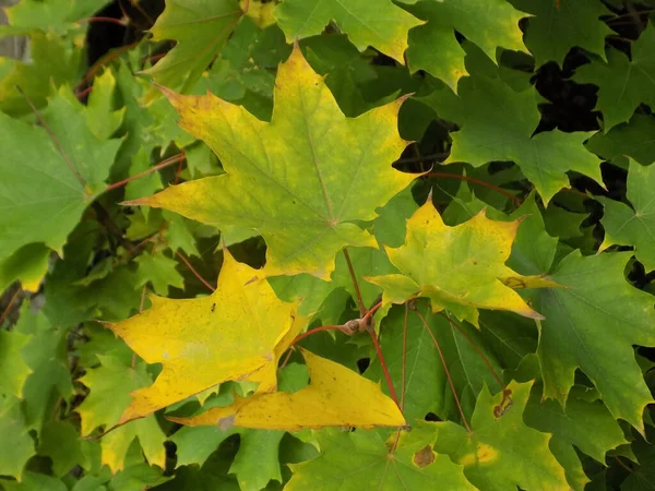 Common Maple Sharp Leaved Sycamore — 스톡 사진