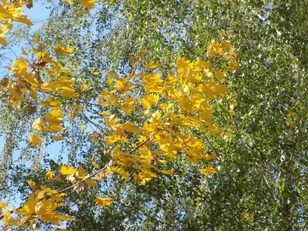 Old Autumn Park — Stock Photo, Image