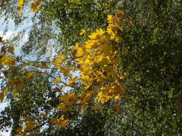 Старом Осеннем Парке — стоковое фото