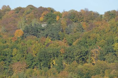 Eski karışık sonbahar ormanı