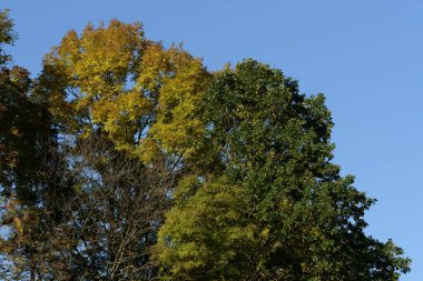 Eski karışık sonbahar ormanı
