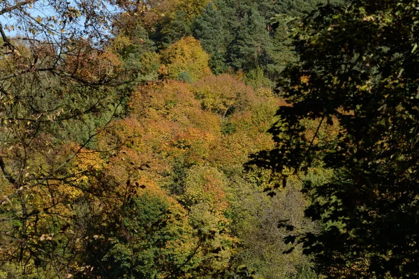 Alter Herbstmischwald — Stockfoto