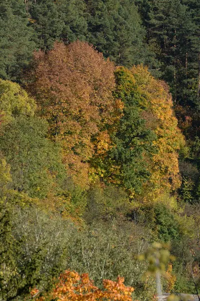 Oude Gemengde Herfst Bos — Stockfoto