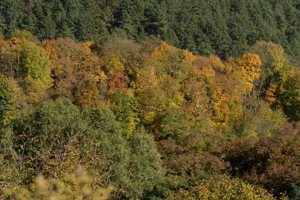 Alter Herbstmischwald — Stockfoto