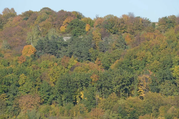 Stary Las Jesienny Mieszany — Zdjęcie stockowe