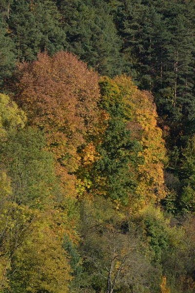 Oude Gemengde Herfst Bos — Stockfoto