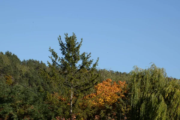 Velha Floresta Outono Mista — Fotografia de Stock