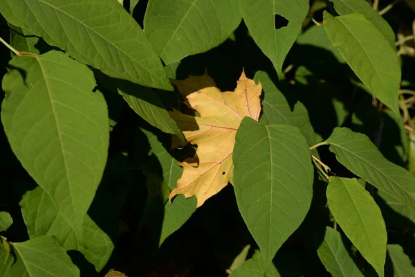 Feuille Érable Jaune Dans Vieux Parc Automne — Photo