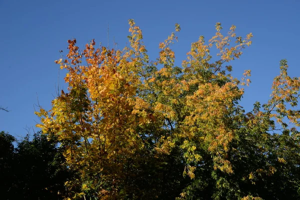 Alter Herbstmischwald — Stockfoto