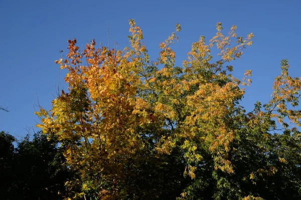 Antiguo Bosque Mixto Otoño — Foto de Stock