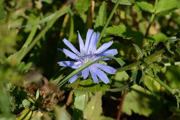 セントーリア Centaurea アスター科の草本植物の属です — ストック写真