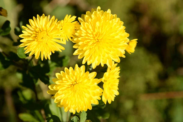 Gerbera Lat Gerbera Genus Perennial Grasses Asteraceae Family — Stock Photo, Image