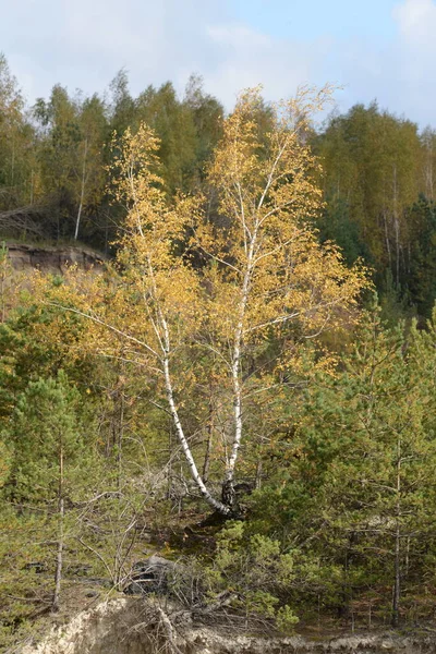 Alter Herbstmischwald Birke Btula Ist Eine Gattung Von Laubbäumen Und — Stockfoto