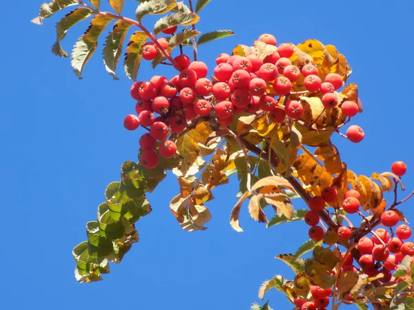 Ceniza Montaña Común Sorbus Aucuparia — Foto de Stock