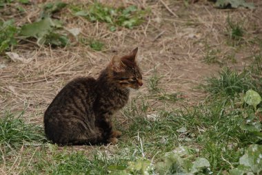 Kedi kedisi (Latince Felis Silvestris catus), kedigiller (Felis) familyasından bir kedi türü.) 