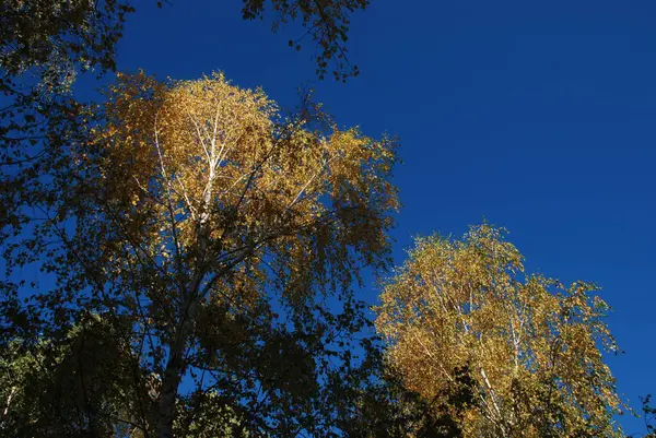 Old Mixed Fall Forest Old Mixed Fall Forest Birch Btula — стокове фото