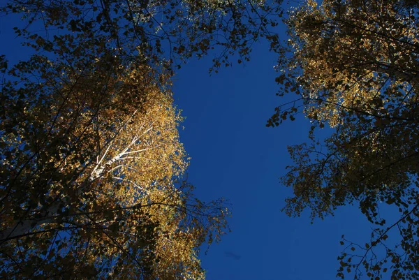 Old Mixed Autumn Forest Old Mixed Autumn Forest Birch Btula — Stock Photo, Image