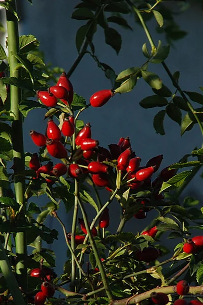 Common Rosehip Dog Rose Rosa Canina — Foto Stock