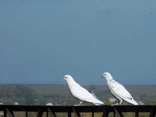 Piccione Grigio Columba Livia Due Colombe Bianche — Foto Stock