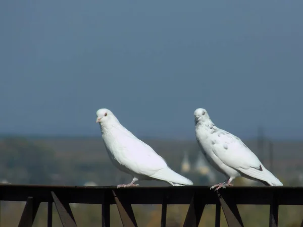 Grautaube Columba Livia Zwei Weiße Tauben — Stockfoto