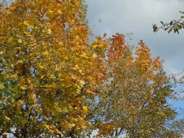 Ancienne Forêt Mixte Automne Ancienne Forêt Mixte Automne — Photo