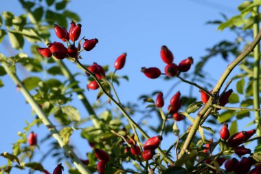 Common rosehip, or dog rose (Rosa canina L.)
