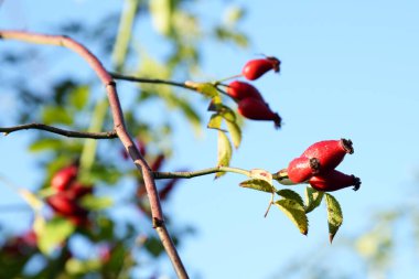 Common rosehip, or dog rose (Rosa canina L.)