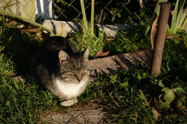 Kedi kedisi (Latince Felis Silvestris catus), kedigiller (Felis) familyasından bir kedi türü.)