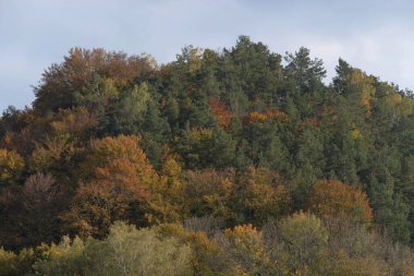 Eski karışık sonbahar ormanı
