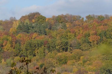 Eski karışık sonbahar ormanı