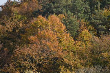 Eski karışık sonbahar ormanı