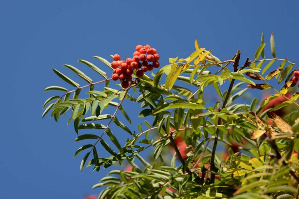 Загальний Гірський Попіл Sorbus Aucuparia — стокове фото