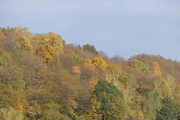 Старый Смешанный Осенний Лес — стоковое фото
