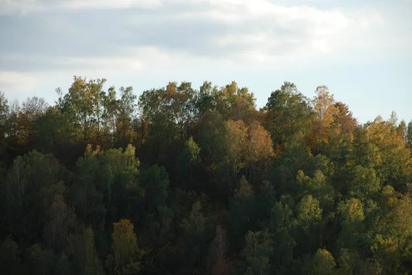 旧混合秋の森 — ストック写真