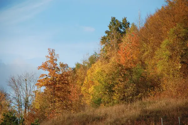 Старый Смешанный Осенний Лес — стоковое фото