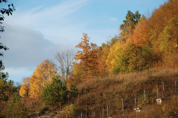 Alter Gemischter Herbstwald — Stockfoto