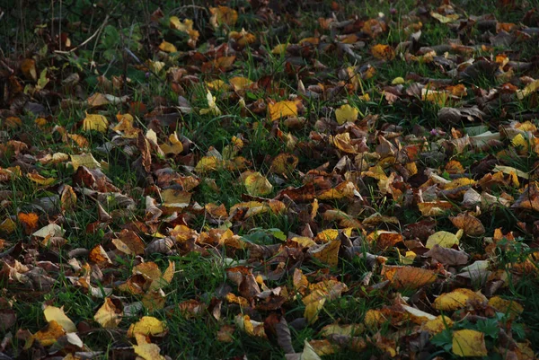 Folhas Amareladas Caídas Grama Verde — Fotografia de Stock