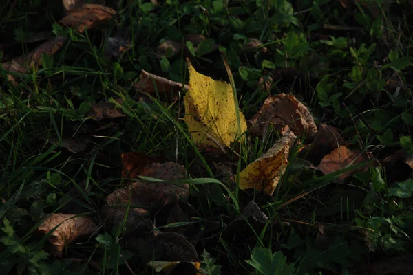 Folhas Amareladas Caídas Grama Verde — Fotografia de Stock