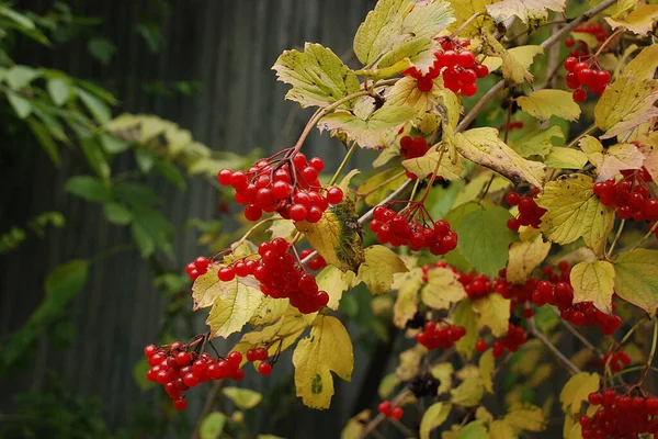 Kalina Viburnum Genus Plants Tansy Family — Fotografia de Stock