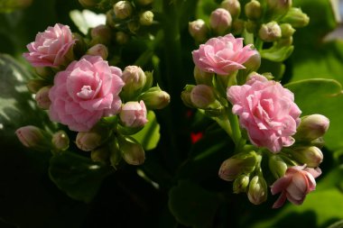 Kalanchoe Blossfeld (Kalanchoe Blossfeldiana Polln.)