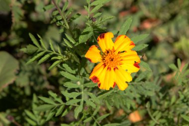 Kadife çiçekleri (Marigoldlar), kadife çiçekleri - Paskalya ailesinin yıllık otçul bitkilerinin bir cinsi.