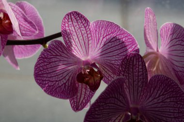 Zozuliantsev ya da Orchidaceae (Orchidaceae) - bitkisel bitkilerin uzun ömürlü karasal veya epifiz bitkilerin anavatanıdır.