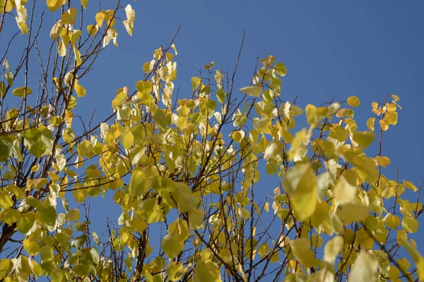 Antiguo Bosque Mixto Otoño — Foto de Stock