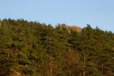 Eski karışık sonbahar ormanı. Eski karışık sonbahar ormanı. Birch (Btula), huş ağacından (Betulaceae) yaprak döken ağaçların ve çalıların bir cinsidir.)
