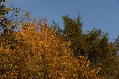 Eski karışık sonbahar ormanı