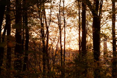 Eski karışık sonbahar ormanı