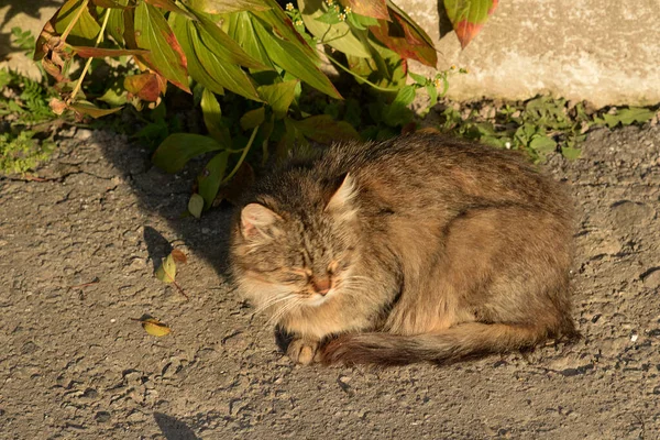 Cat Cat Cat Cat Latin Felis Silvestris Catus Well His — Stock Photo, Image